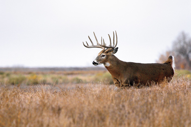 Hunt Giant Whitetails in Iowa Nonresident Tag Auction Scholastic